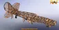 Preview: 1/5 Curtiss P40-N Warhawk 2264mm Lasercut Baukasten
